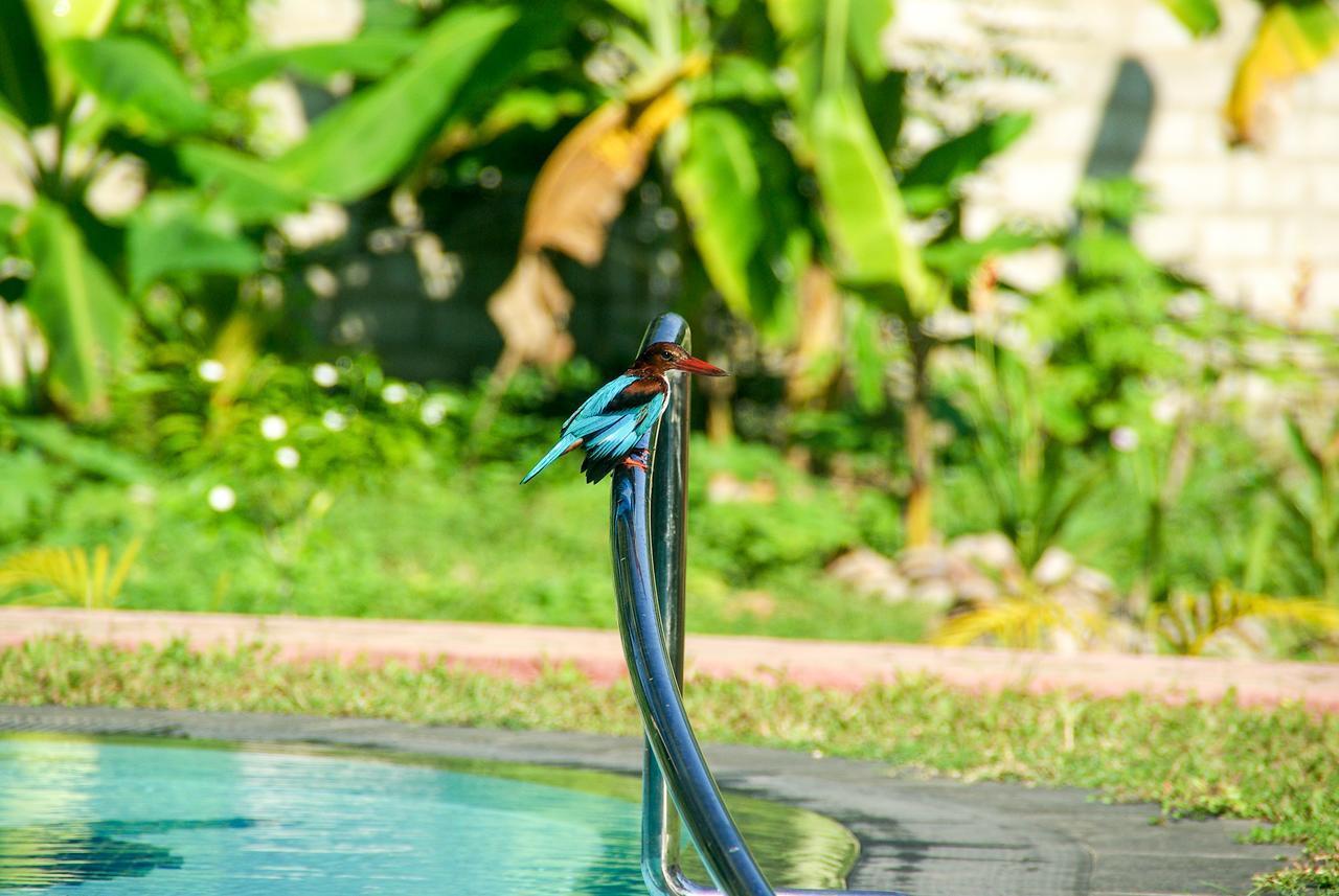 King Coconut Lodge Habaraduwa Экстерьер фото
